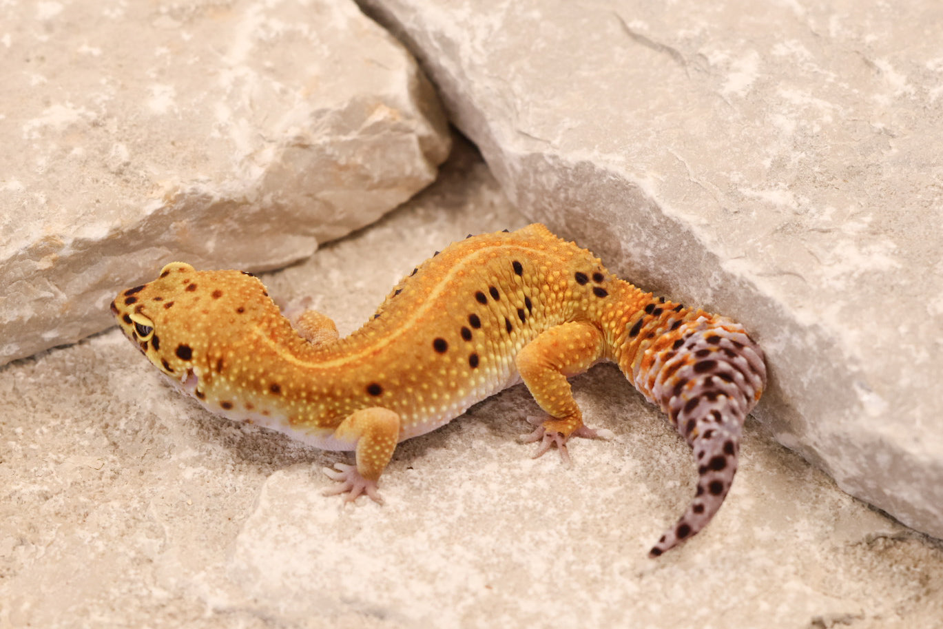 24-050 | Pet Only | Female