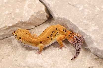 24-050 | Pet Only | Female