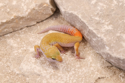 26-030 | Murphy's Patternless Non Het | Male