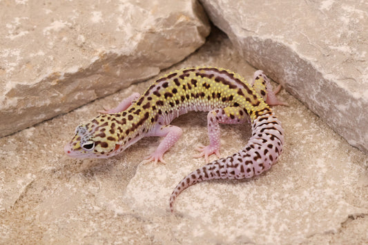 25-204 | Black Night Cross Bold Mack Snow Eclipse | Female