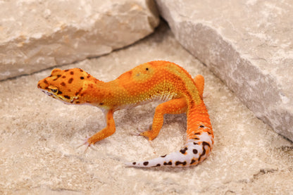 26-042 | Clown/Electric Inferno Tangerine | Female