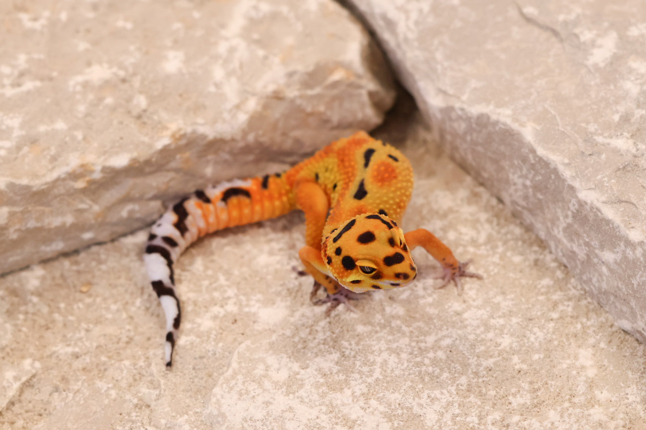 26-035 | Clown 66% het Tremper Albino | Female