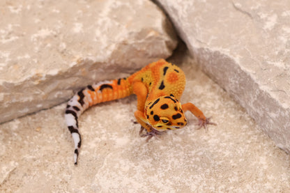 26-035 | Clown 66% het Tremper Albino | Female