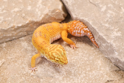 23-238 | Pet Only Albino | Female