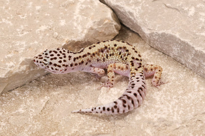 24-039 | Gem Snow het Rainwater Albino | Female