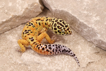 25-611 | Clown Cross het Rainwater Albino | Male