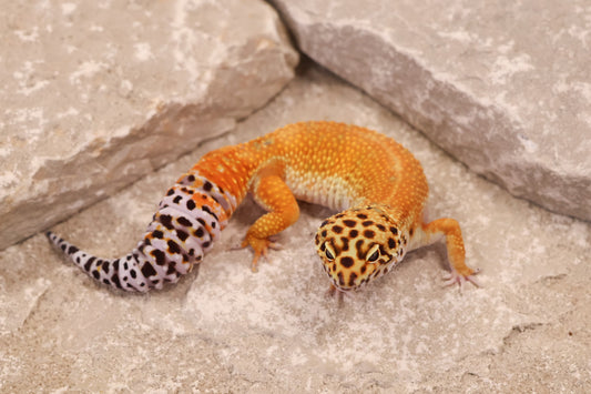 24-166 | Firewater/Inferno Tangerine het Rainwater Albino | Female