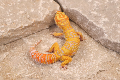 25-057 | Afghan Tangerine Tremper Albino het Eclipse | Male