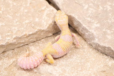 23-511 | Montanus Line Tremper Albino 66% het Eclipse