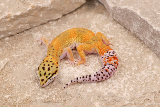 25-143 | Tangerine het Blizzard and Tremper Albino | Female