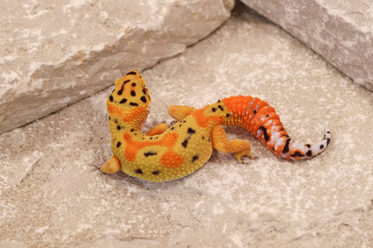 25-148 | Clown | Female