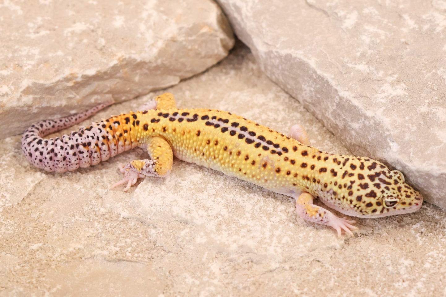 24-099 | Rainbow Stripe Eclipse het Tremper Albino | Male