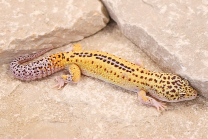 24-099 | Rainbow Stripe Eclipse het Tremper Albino | Male