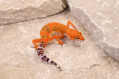 26-089 | Clown/Electric Inferno Tangerine | Female