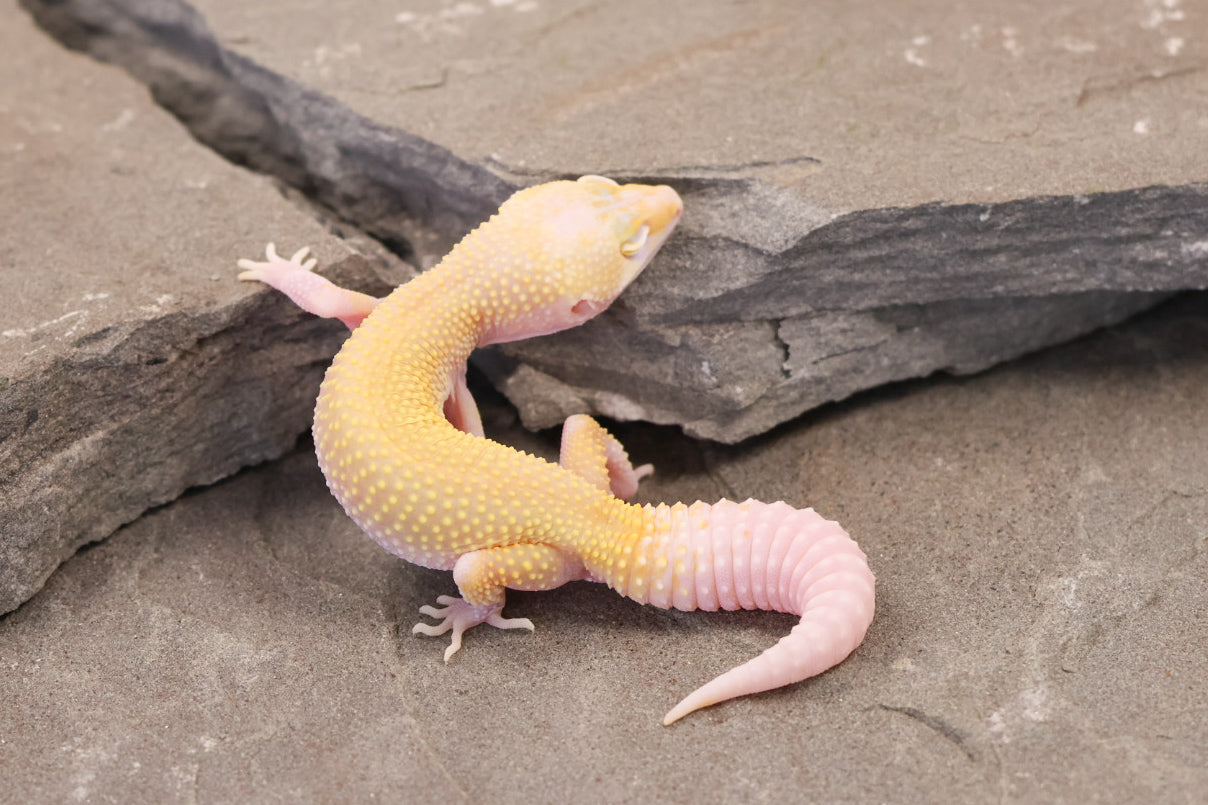 26-198 | Snowflake | Female