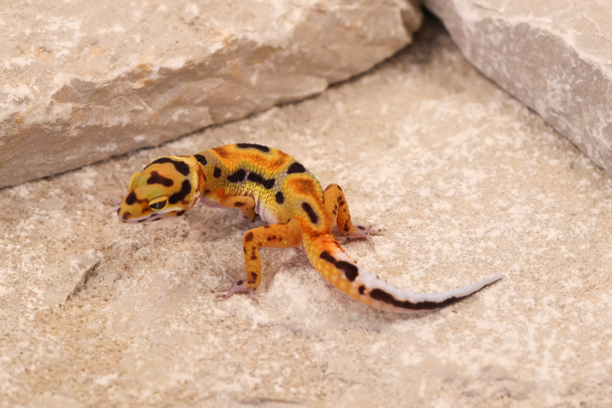 26-304 | Original Line Clown | Probable Female