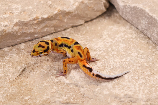 26-304 | Original Line Clown | Probable Female