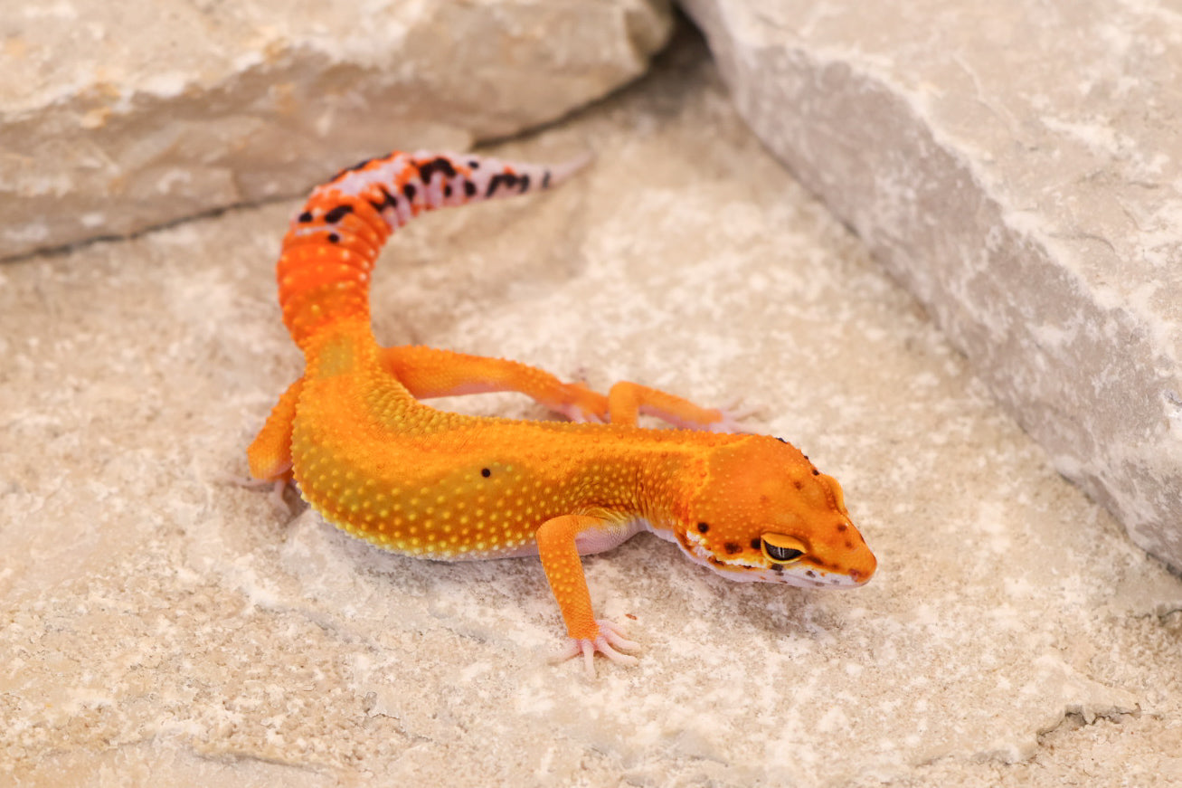26-246 | Red Diamond/Electric Inferno Tangerine het Tremper Albino | Female