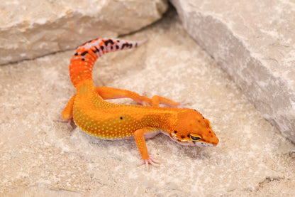 26-246 | Red Diamond/Electric Inferno Tangerine het Tremper Albino | Female