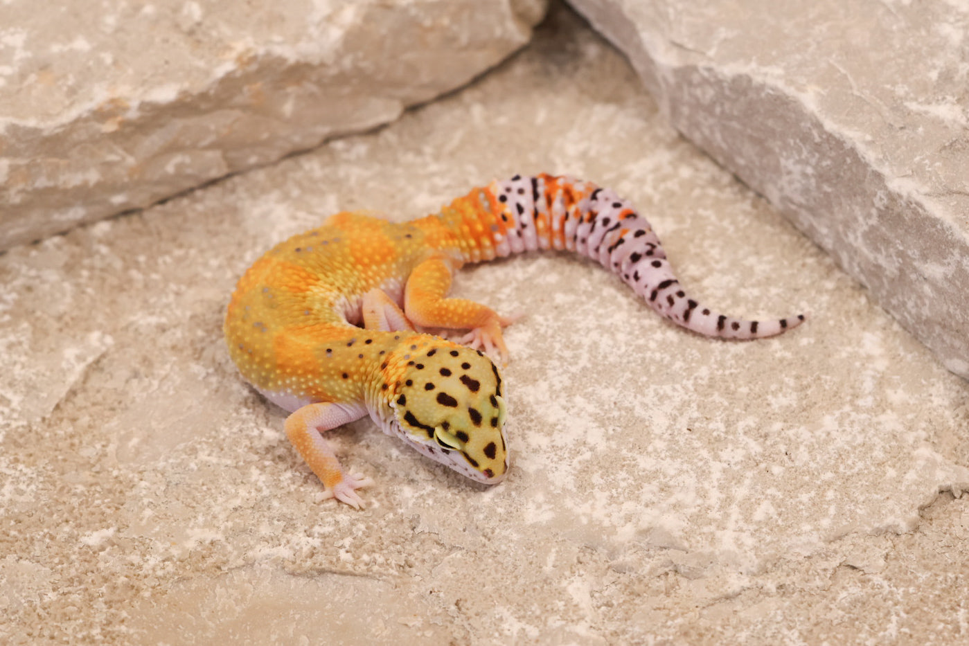 25-143 | Tangerine het Blizzard and Tremper Albino | Female