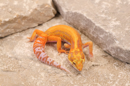 26-356 | Firebold Line Striped Tangerine Rainwater Albino | Female