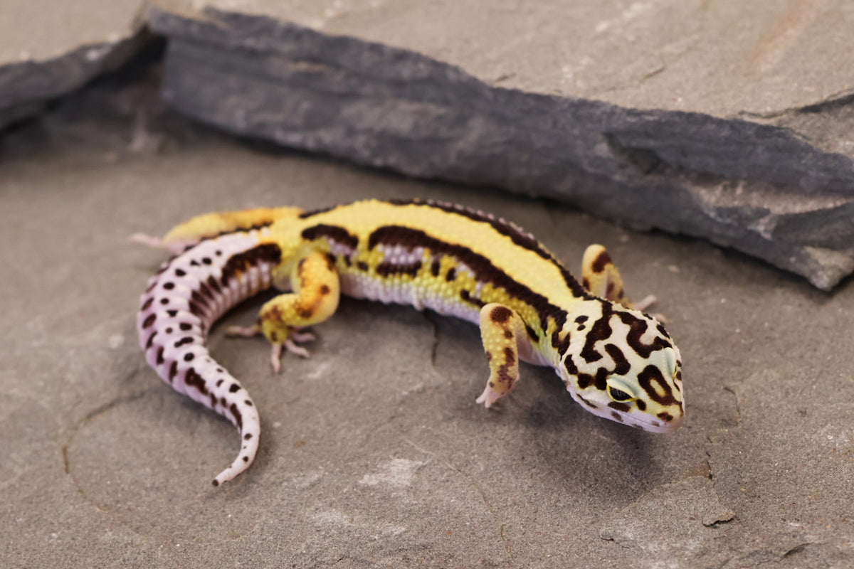26-153 | Bold Stripe Bandit Non Het | Male