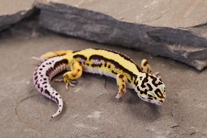 26-153 | Bold Stripe Bandit Non Het | Male
