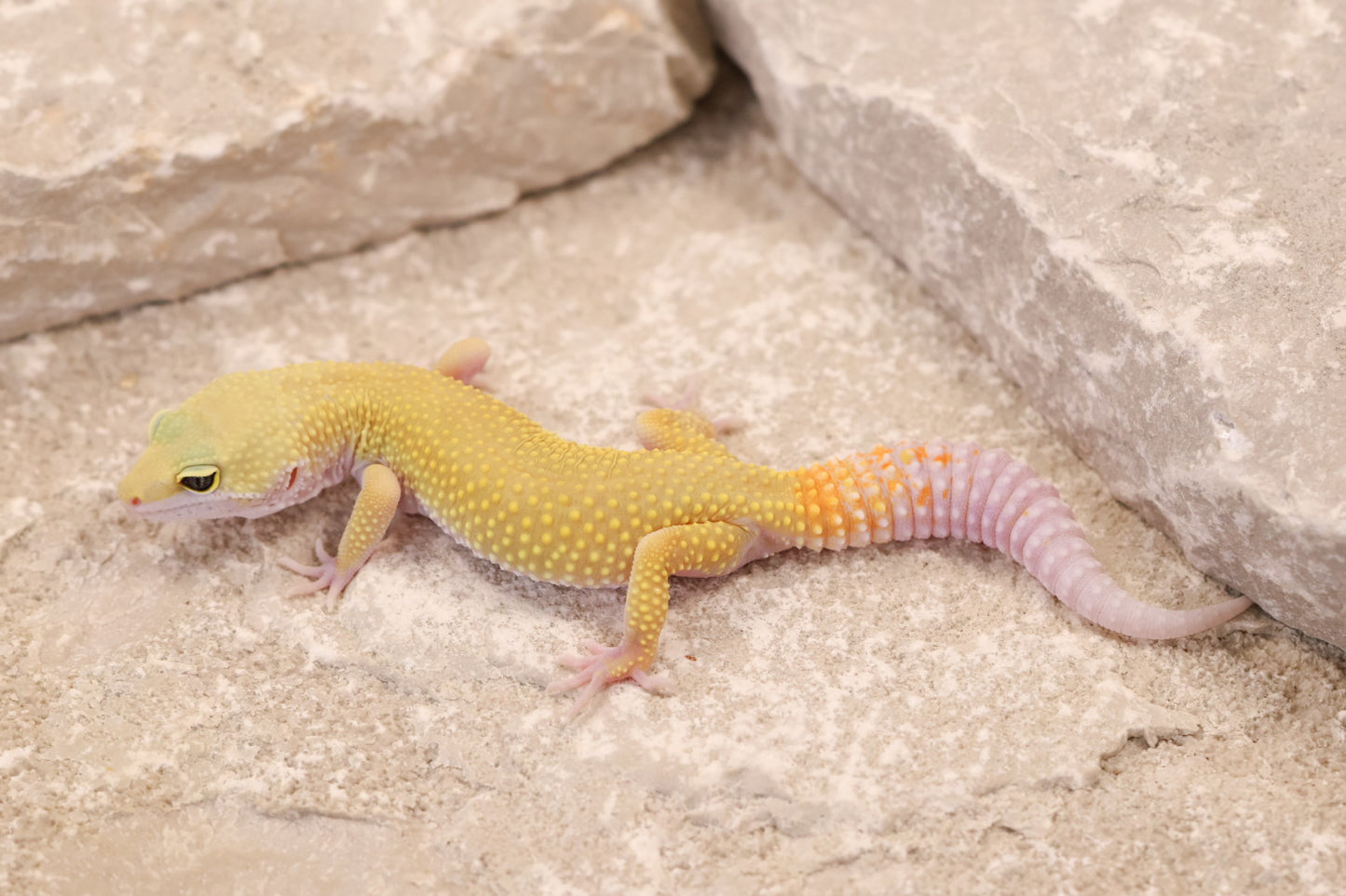 26-001 | Murphy's Patternless Non Het | Female