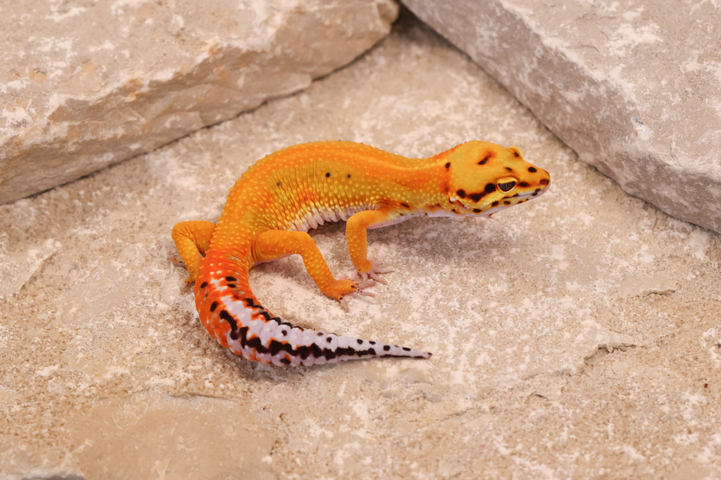 25-099 | Striped Tangerine het Radar | Female