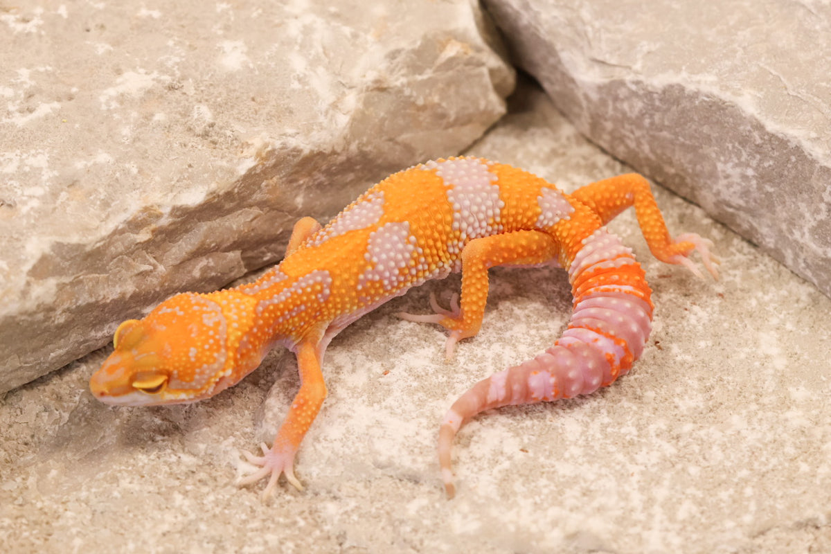 26-292 | Black Night/Red Diamond Tangerine Tremper Albino | Female
