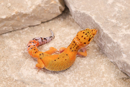 26-239 | Black Blood Cross Melanistic Tangerine Eclipse | Female