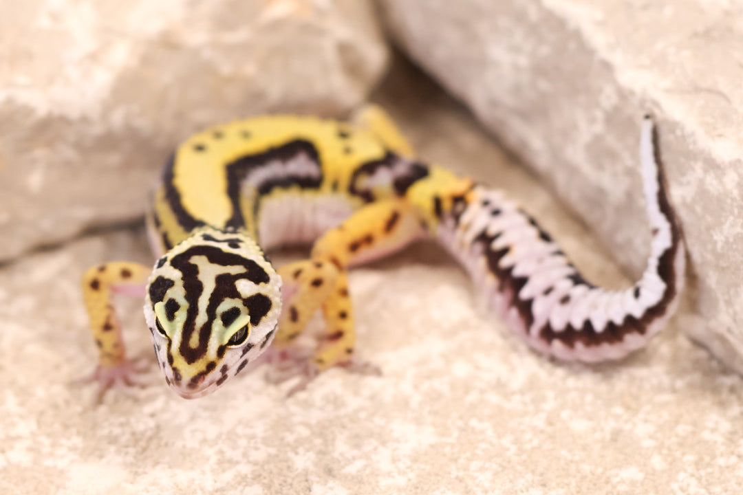 25-191 | Bold Stripe | Female