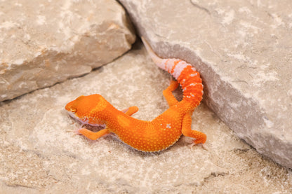 26-264 | Blood/Red Diamond Tangerine Tremper Albino | Female
