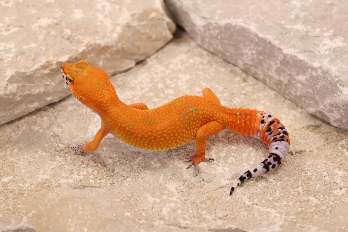 26-348 | Blood/Purple Head Tangerine | Female