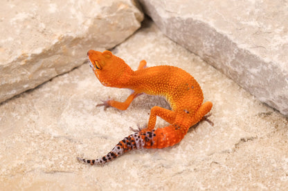 26-298 | Blood/Red Diamond Tangerine het Tremper Albino | Female