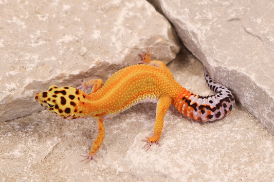 25-036 | Striped Tangerine het Radar | Female