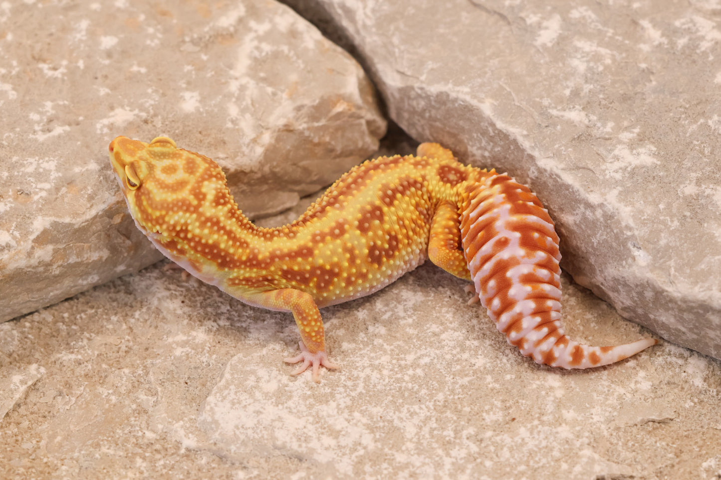 23-277 | Striped Mack Snow Rainwater Albino | Female