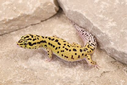 25-125 | Bold Eclipse | Female