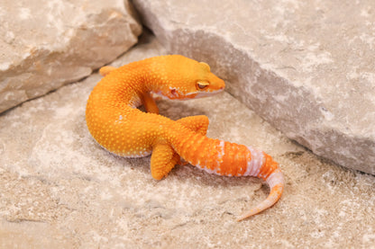 26-051 | Tremper Sunglow | Female