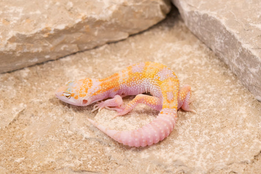 26-120 | W/Y Mack Snow Raptor het Murphy's Patternless | Female