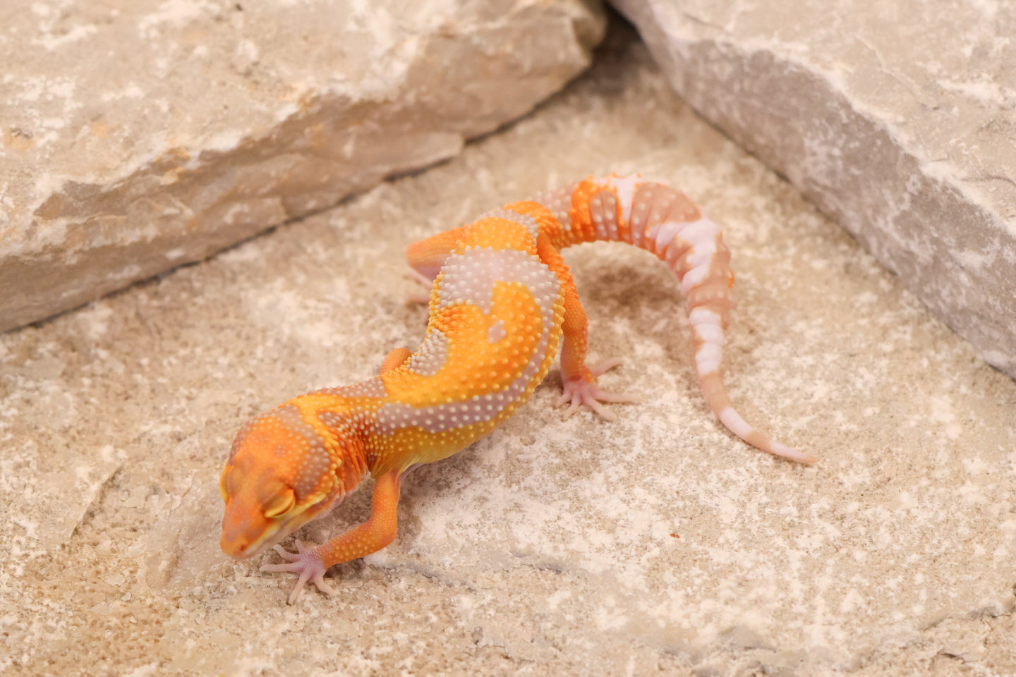 26-136 | Tremper Albino Clown | Male