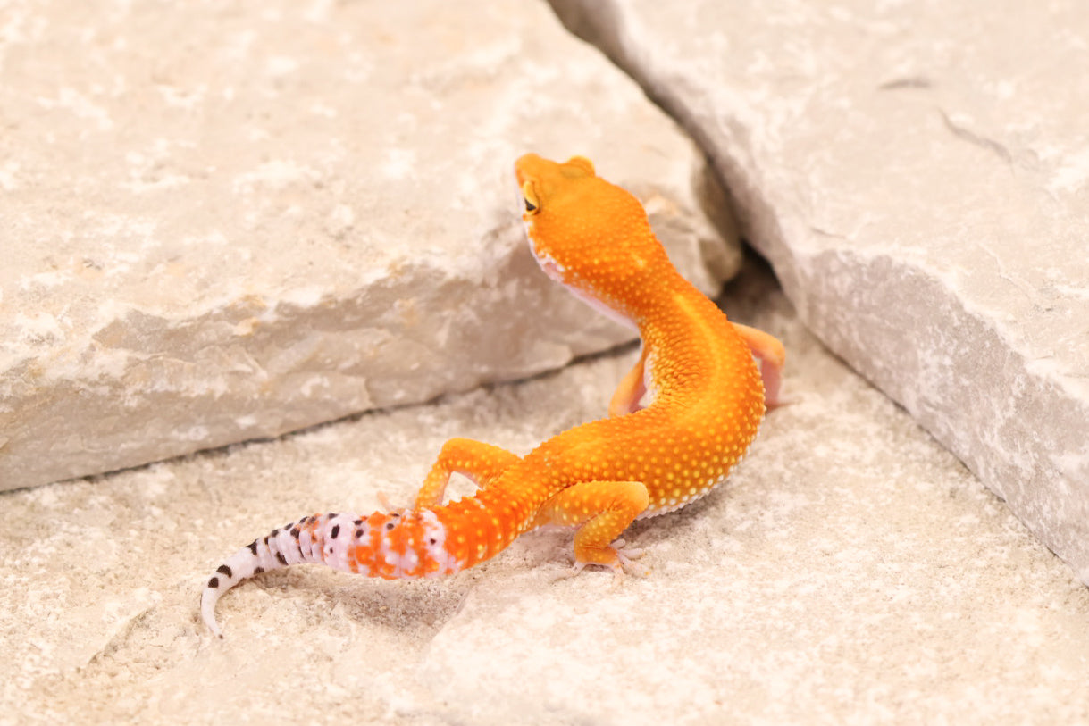 26-187 | Blood/Red Diamond Tangerine het Tremper Albino | Female