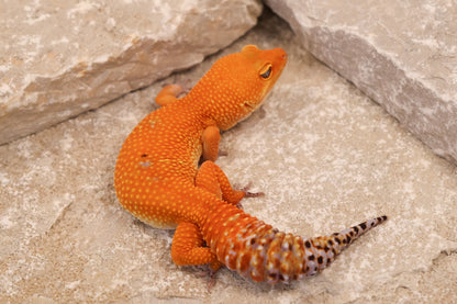 24-103 | Tangerine | Female