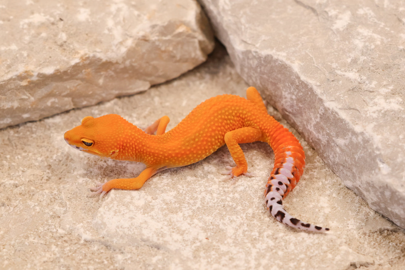 26-127 | Tangerine het Tremper Albino | Female