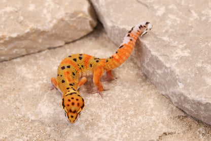26-071 | Clown 66% het Tremper Albino | Female