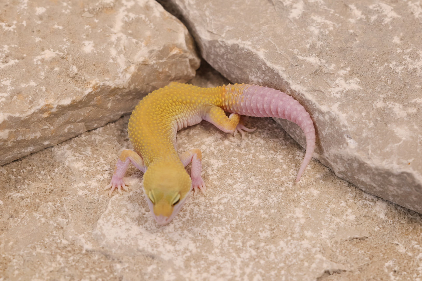 25-135 | Murphy's Patternless Eclipse het Rainwater Albino | Male