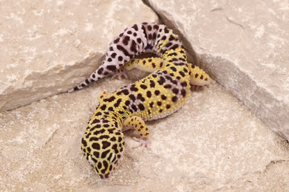 23-016 | Mack Snow het Cipher | Male
