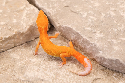 26-114 | Tangerine Tremper Albino | Male