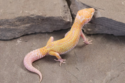 26-281 | Mack Snow Raptor het Murphy's Patternless | Female