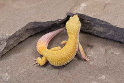 26-001 | Murphy's Patternless Non Het | Female